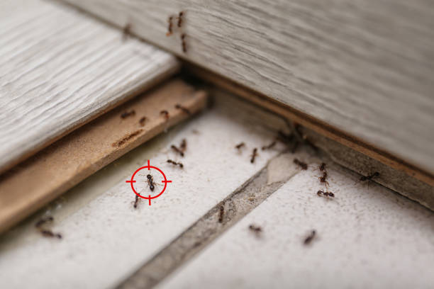 Best Affordable Pest Control Services  in Alb, IA