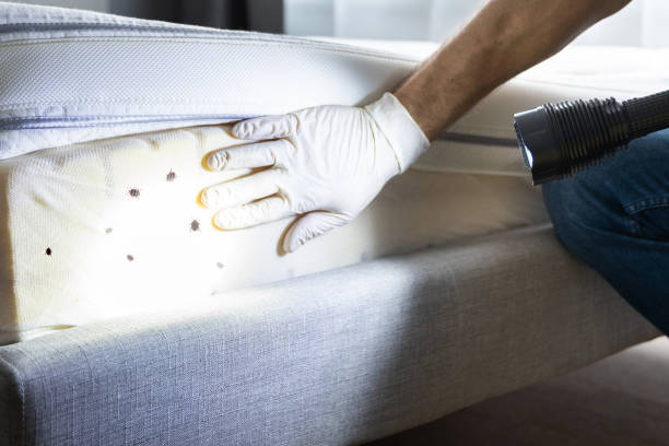 Best Pest Removal Services  in Alb, IA