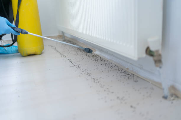 Best Pest Inspection Near Me  in Alb, IA